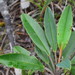 Hibbertia pancheri - Photo (c) Joey Santore,  זכויות יוצרים חלקיות (CC BY-NC), הועלה על ידי Joey Santore