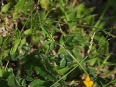Crotalaria medicaginea