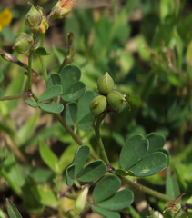 Crotalaria medicaginea