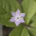 Western Starflower - Photo (c) Todd Ramsden, some rights reserved (CC BY-NC), uploaded by Todd Ramsden