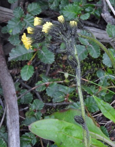 Antarctic hawkweed (Hieracium magellanicum)