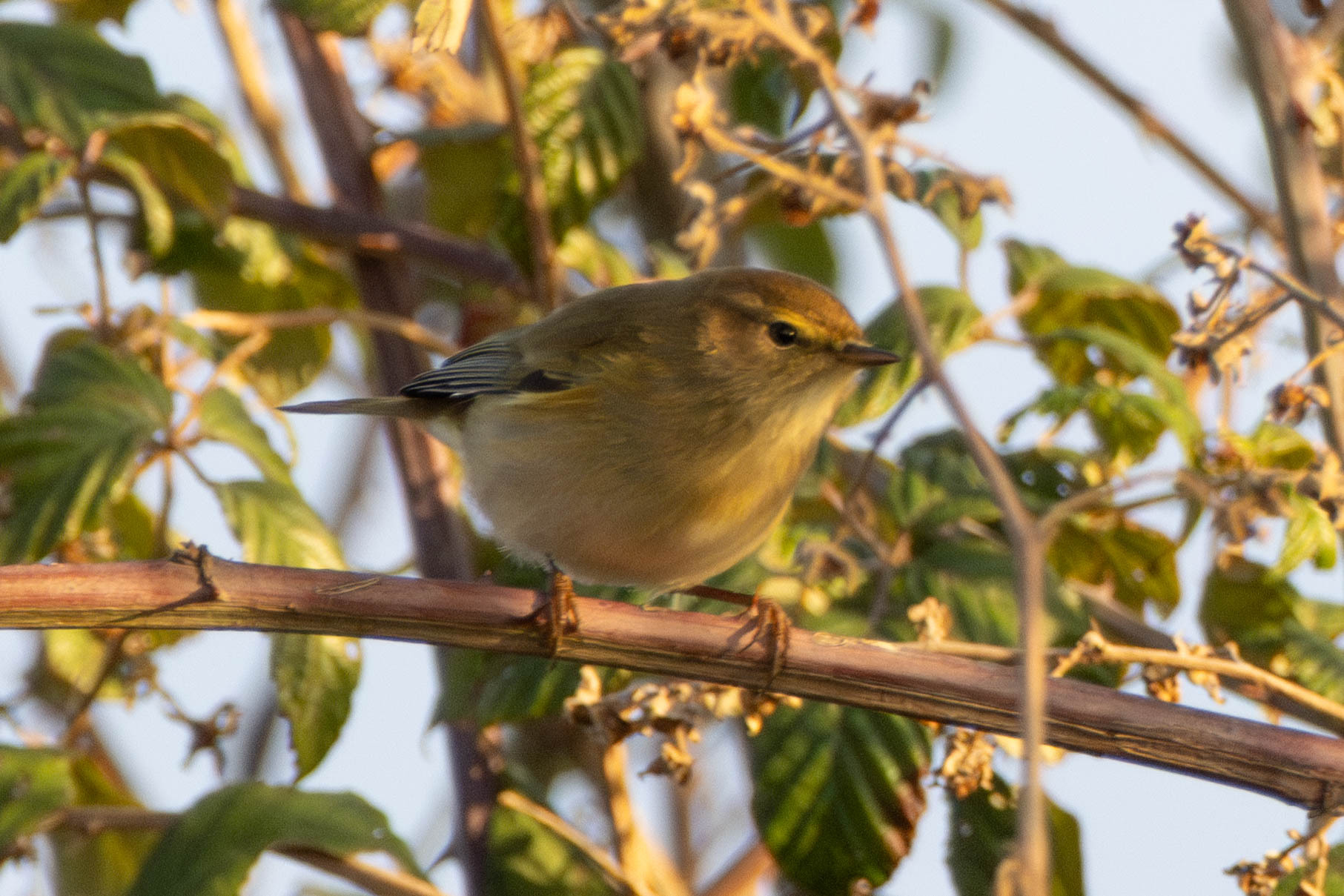 Willow Warbler (Phylloscopus trochilus), photo 4