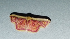 Leptostales vitticostata