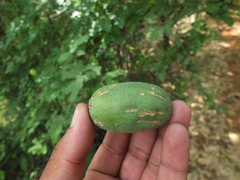 Balanites roxburghii