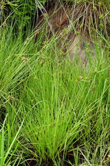 Cyperus unioloides