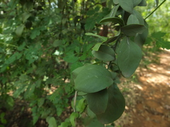 Balanites roxburghii