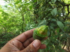 Balanites roxburghii