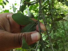 Balanites roxburghii