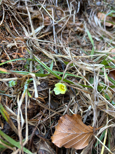 Oxlip