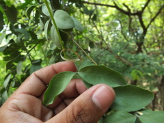 Balanites roxburghii