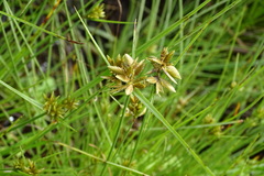 Cyperus unioloides