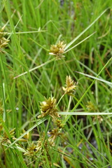 Cyperus unioloides