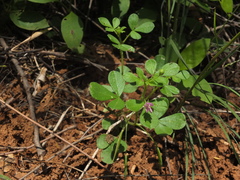 Cleome felina