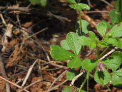 Cleome felina