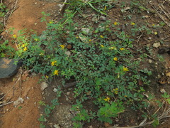 Crotalaria medicaginea