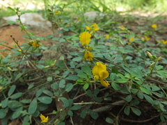 Crotalaria medicaginea