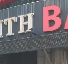 Corvus macrorhynchos