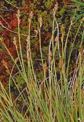 hoary sedge (Carex canescens)