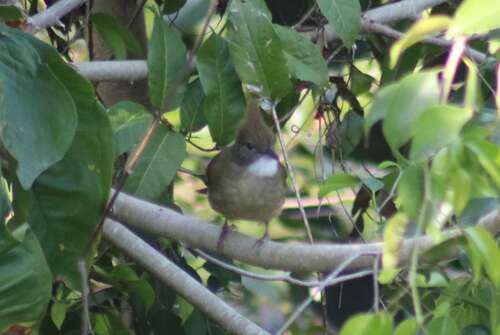 Puff-throated Bulbul (Alophoixus pallidus), photo 3