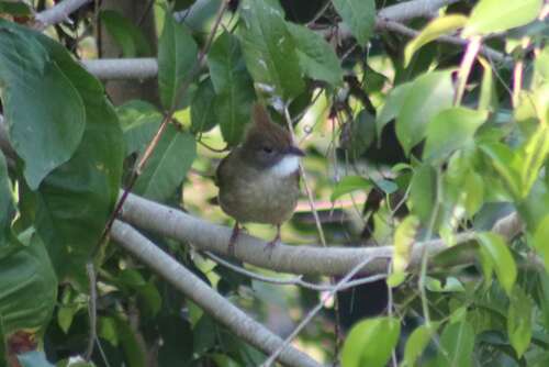 Puff-throated Bulbul (Alophoixus pallidus), photo 9