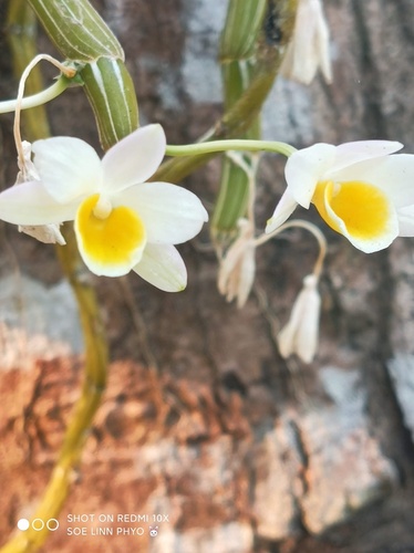 Dendrobium crepidatum
