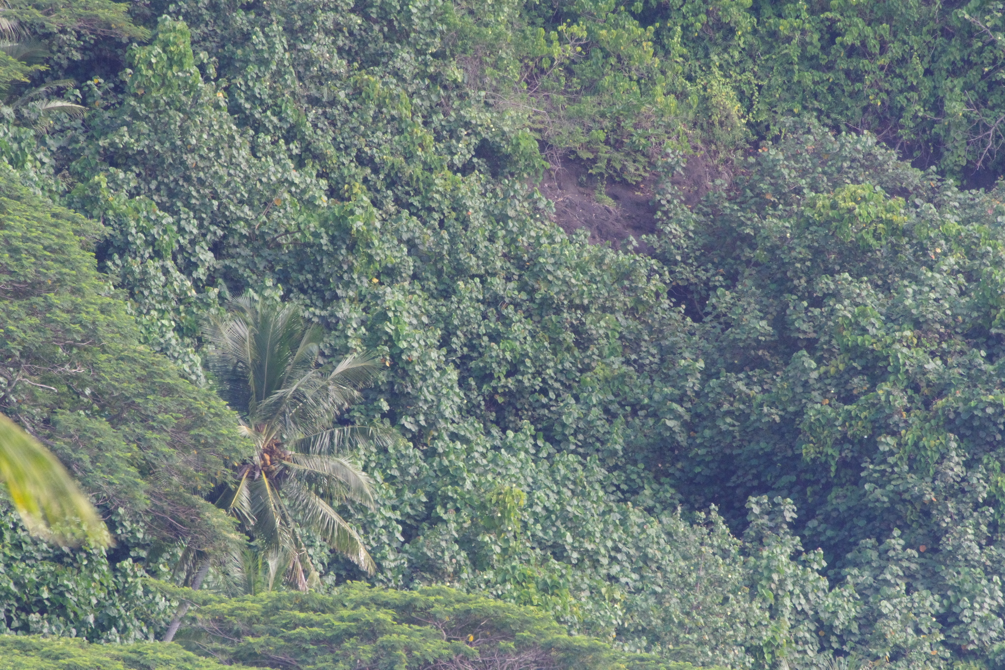 Raiatea Fruit Dove (Ptilinopus chrysogaster), photo 3