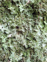 Pseudocyphellaria multifida