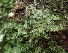 Pseudocyphellaria multifida