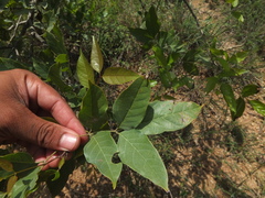 Dolichandrone atrovirens