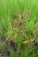 Cyperus keniensis