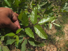 Dolichandrone atrovirens