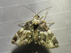 Cutina distincta