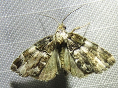Cutina distincta