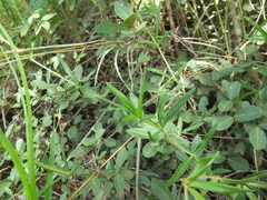 Blepharis integrifolia