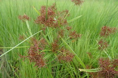 Cyperus keniensis