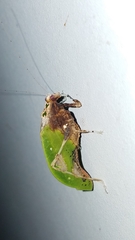 Pycnopalpa bicordata