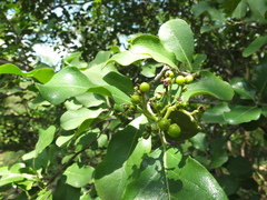 Ehretia laevis