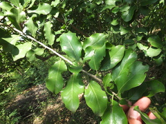 Ehretia laevis