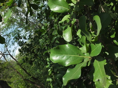 Ehretia laevis
