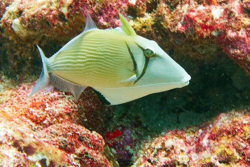 Lei Triggerfish — seen at this dive site