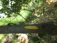 Ehretia laevis