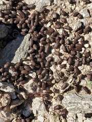 Odocoileus hemionus eremicus