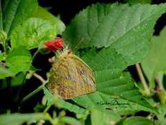 Phoebis neocypris virgo