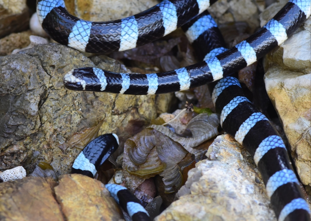 Blue Krait