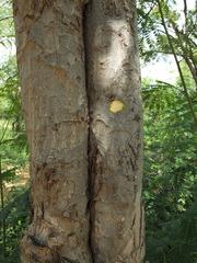 Dolichandrone atrovirens