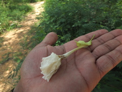 Dolichandrone atrovirens