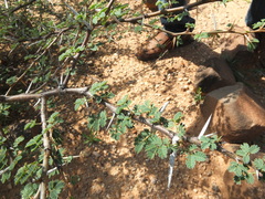 Vachellia horrida