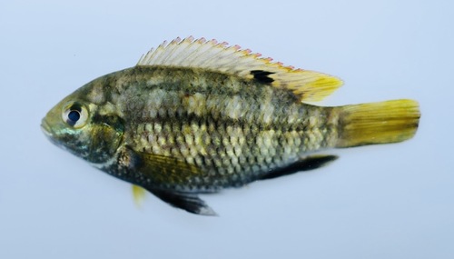 Balon's tilapia (Tilapia baloni) — Cichlidae — 5
