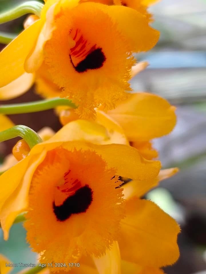 Imagem de dendrobium