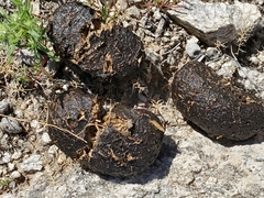 Equus asinus